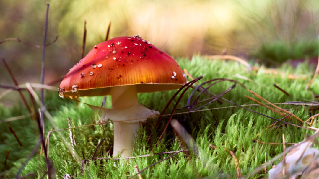 Funghetto rosso e basso
