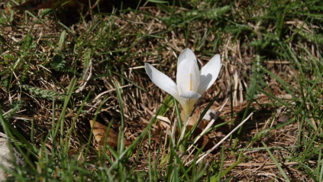 Il viaggio di Anthos