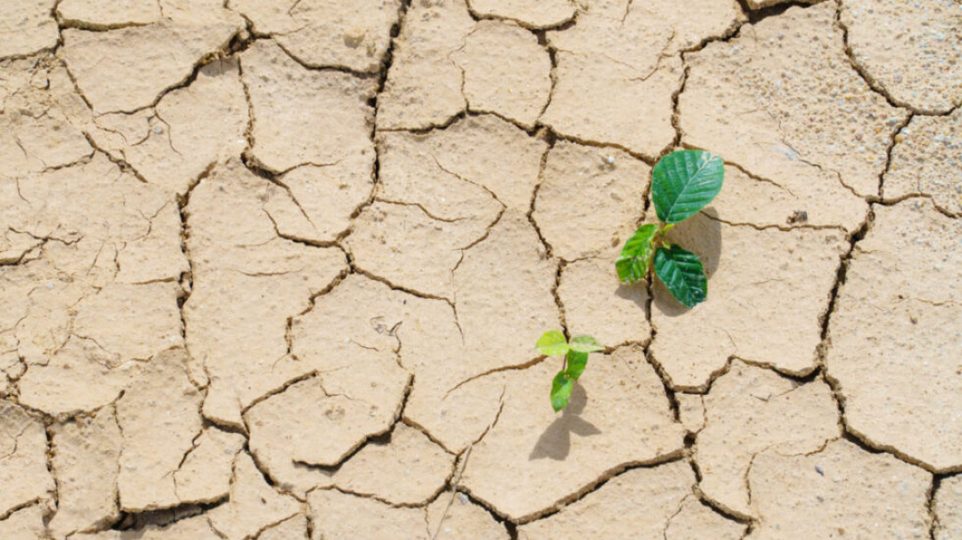 Il campo degli aridi